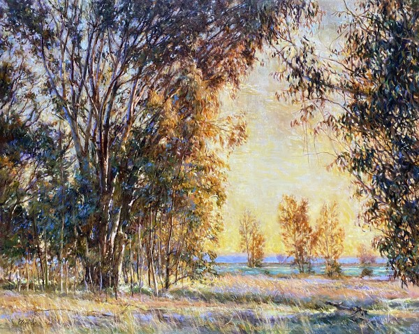Eucalyptus in Early Light