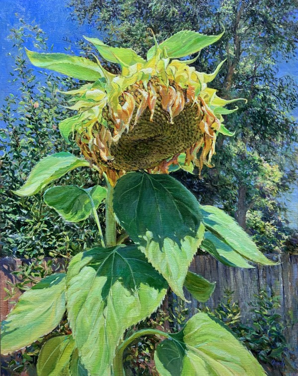Sunflower in Late Bloom
