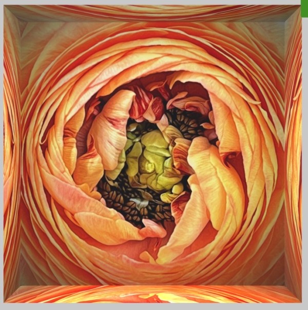 Inner Space- Heart of Ranunculus - #1/10 by Anne Morrison Rabe