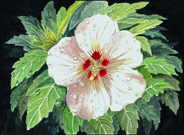 Rose of Sharon by Peter F. Snyder III