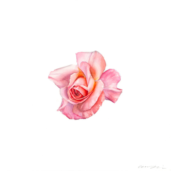 Rose I by Amy Lewis