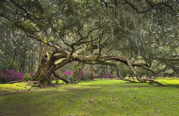 Charleston Long Branch by Michael Amos
