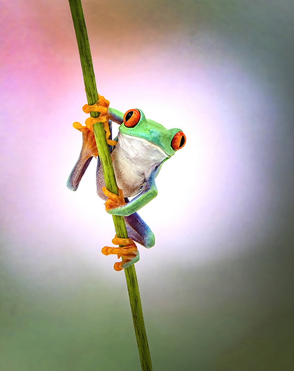 Frog on a Stem by Michael Amos