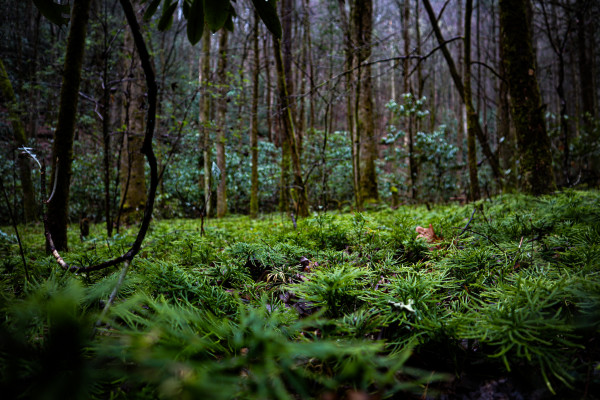 Green Forest Floor by Jonah Daugherty
