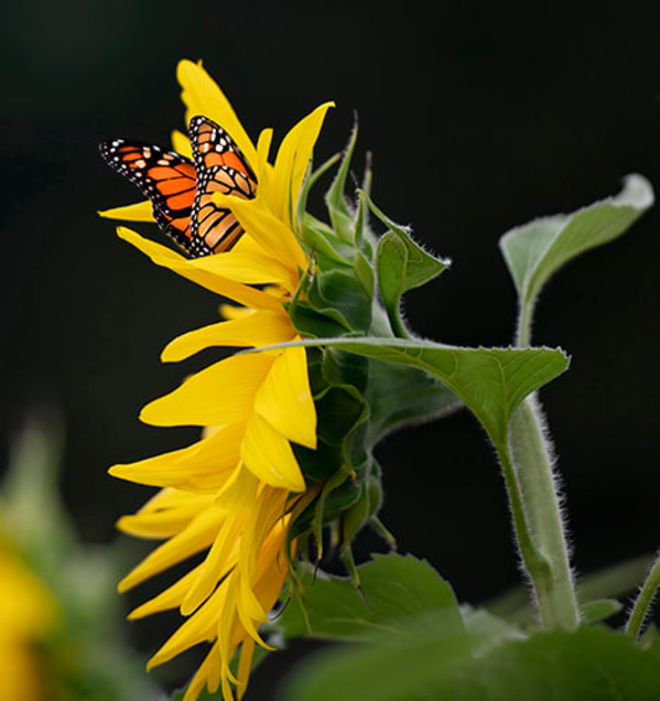 Sunflower with Butterfly Framed by Michael Amos