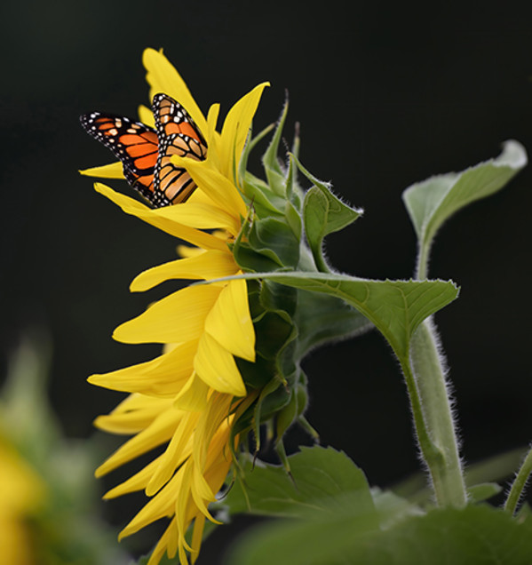 Sunflower with butterfly by Michael Amos