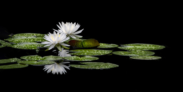 White Water Lily by Michael Amos