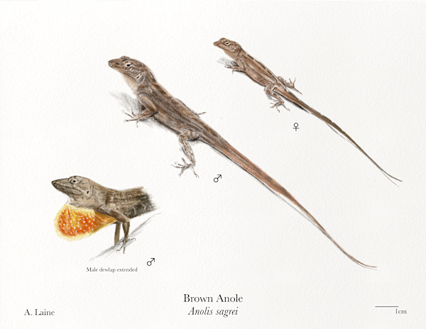 Anolis by Audrey Laine Studios