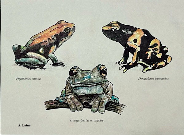 Frogs by Audrey Laine Studios