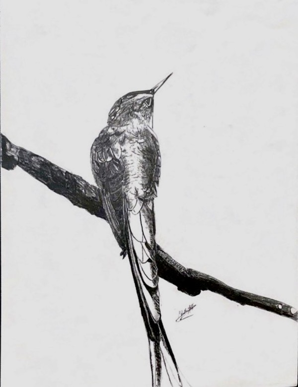Hummingbird by Jana Renée