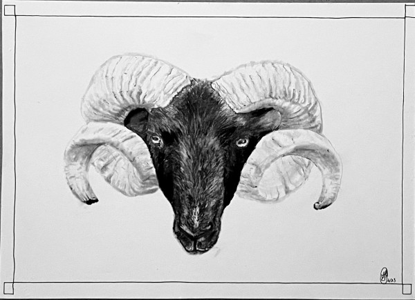 Sheeps Head by Jana Renée