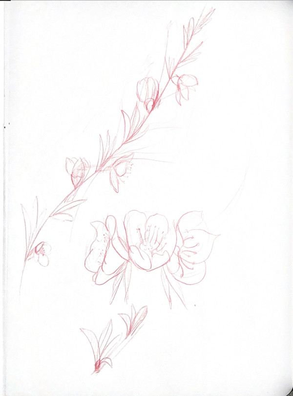 Botanicals by Audrey Laine Studios