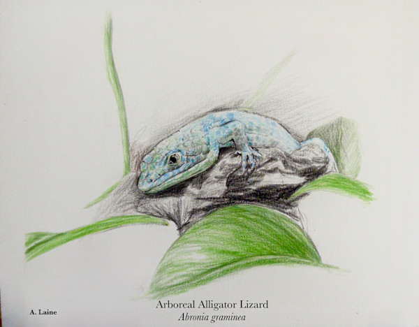 Alligator Lizard by Audrey Laine Studios
