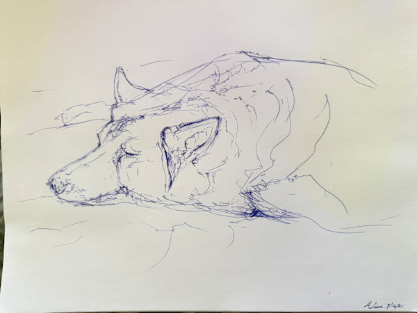 Oakley by Audrey Laine Studios