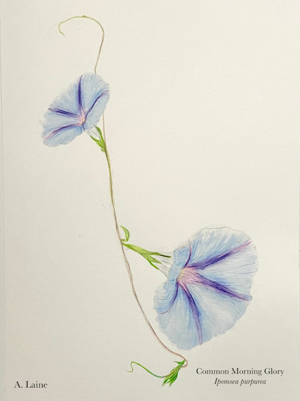 Morning Glory by Audrey Laine Studios