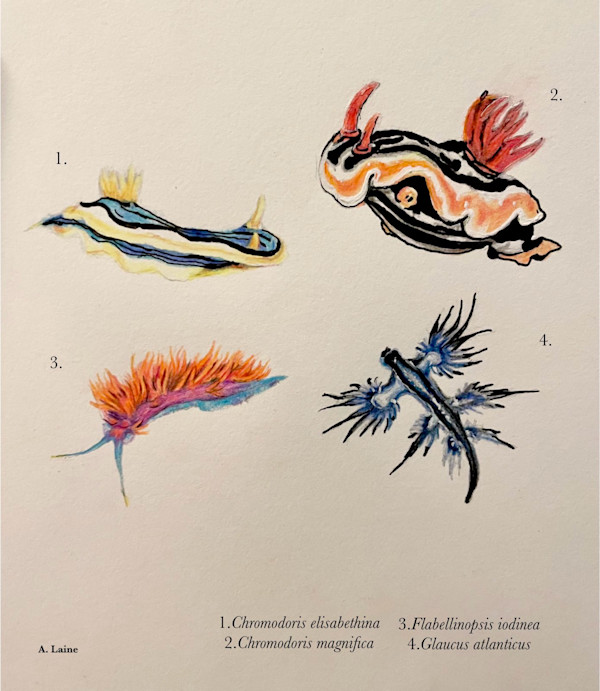 Nudibranchs by Audrey Laine Studios