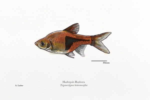 Harlequin Rasbora by Audrey Laine Studios