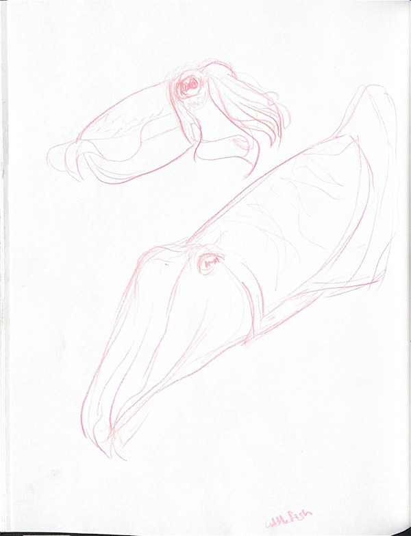 Cuttlefish by Audrey Laine Studios