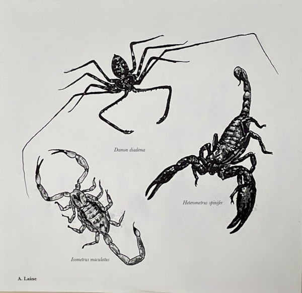 Scorpions, Whip Scorpion by Audrey Laine Studios
