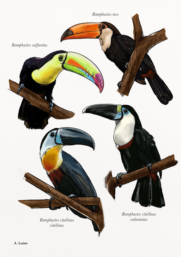 Toucans by Audrey Laine Studios