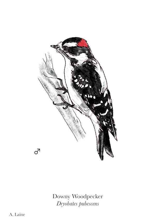 Downy Woodpecker by Audrey Laine Studios