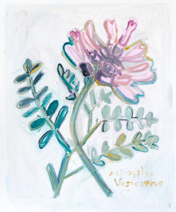 Astragalus Vesicarius