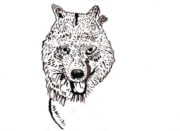 Wolf by Robert Robles