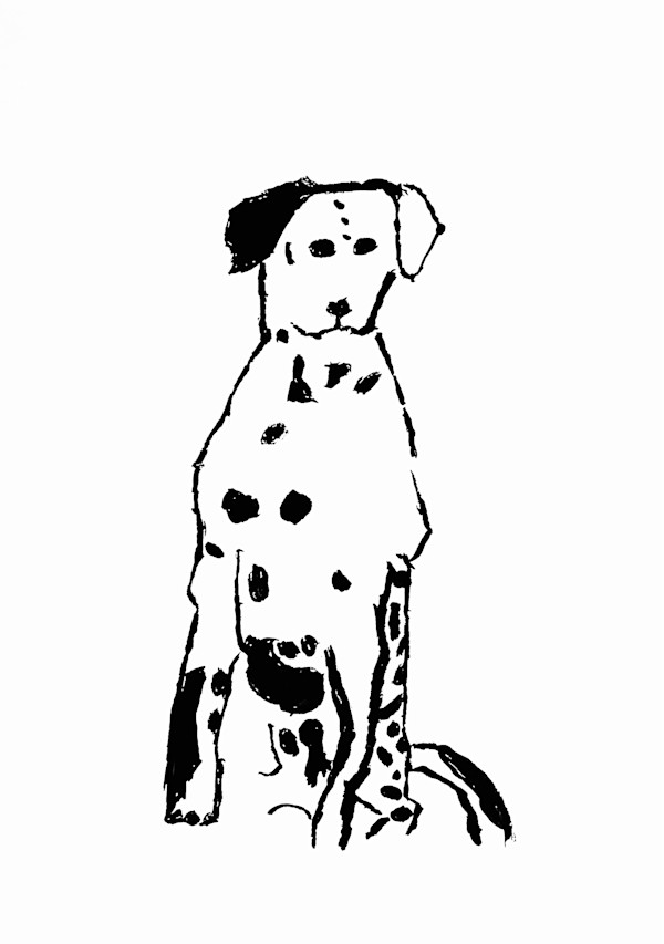 Dalmation by Johanna Vecchione