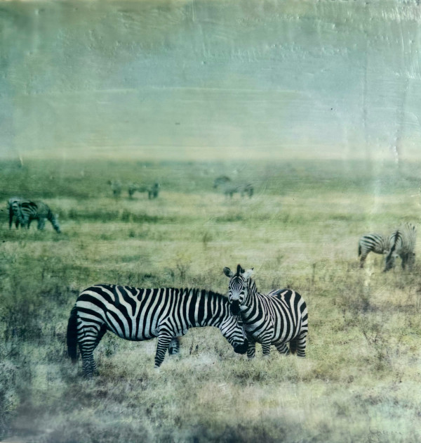 Zebra - Amani by Nancy Falconi