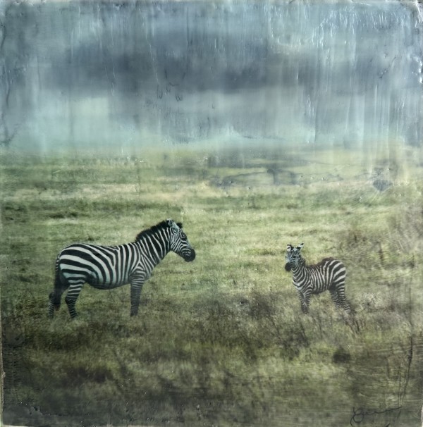 Zebra - Upendo by Nancy Falconi