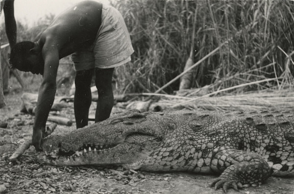 Man with alligator by Unknown
