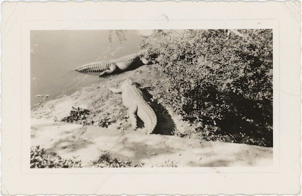 Alligators by Unknown