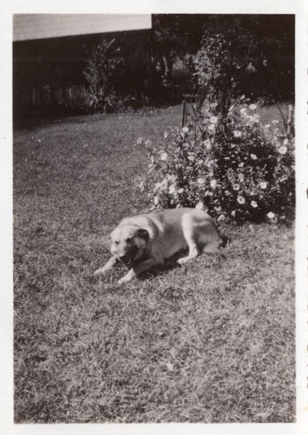 Dog on the lawn by Unknown