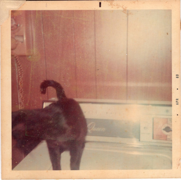 Black cat by Unknown
