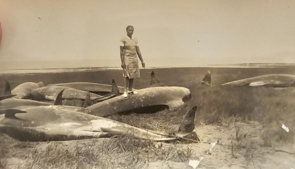 Woman standing among beached whales by Unknown
