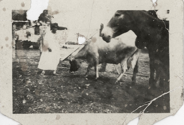 Woman with farm animals by Unknown