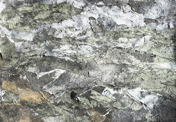 A Walk in the Woods (No. 1) by Katherine Filice