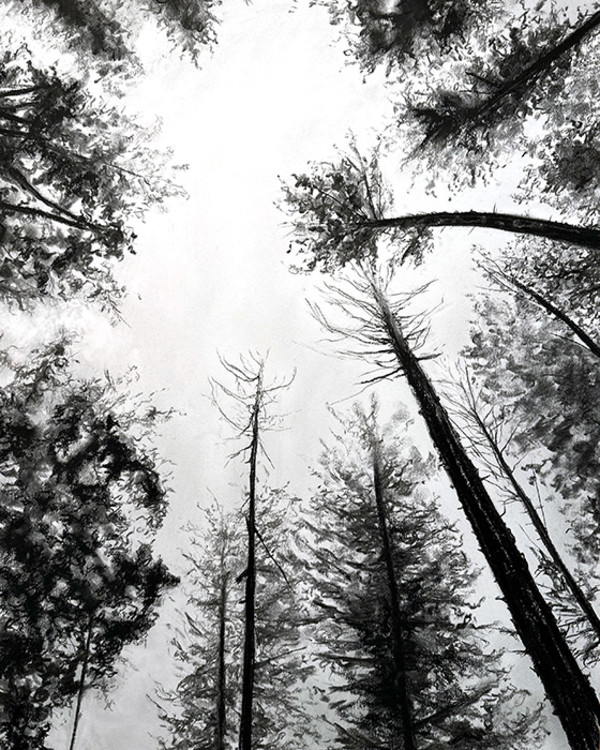Follow the Trees to the Sky by Kristen Wickersham