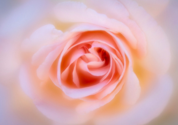 Blushing Rose by Sheryl's Virtual Garden