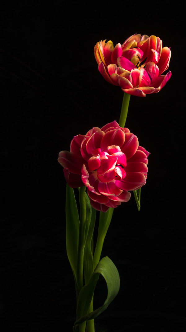 Double Tulip Duet by Sheryl's Virtual Garden