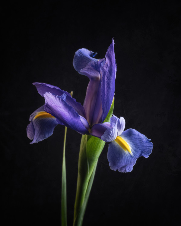Moody Iris by Sheryl's Virtual Garden