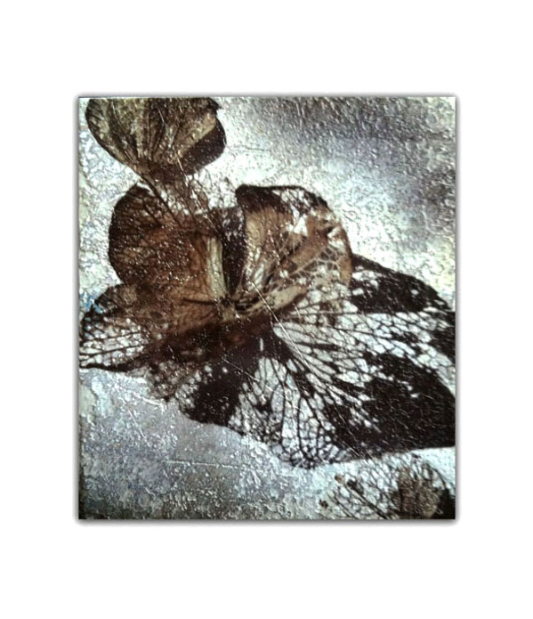 Hydrangea Series 5