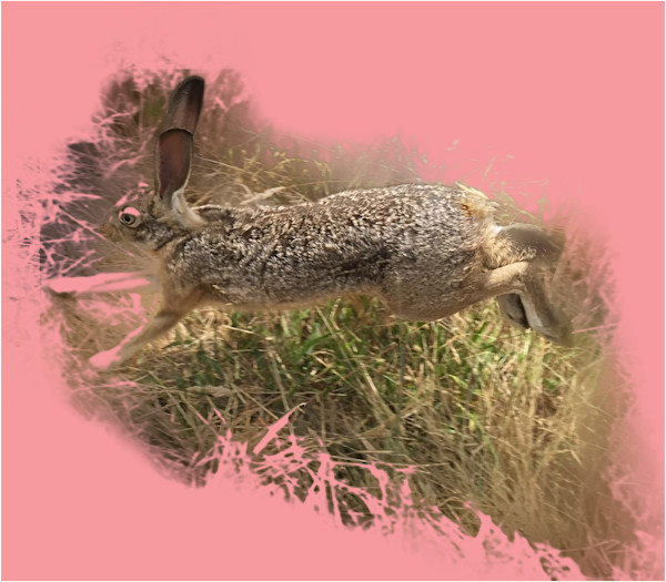 Rose by Sarah Theobald-Hall