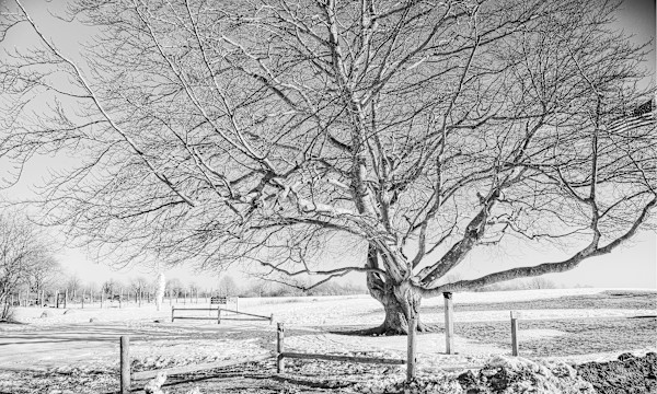 TREE IN THE MEADOW by Jacqueline C Agentis, Image 1.