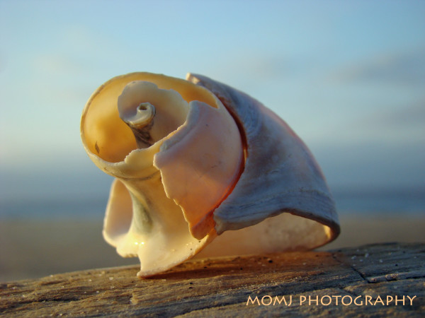 Shell Sculpture - 2