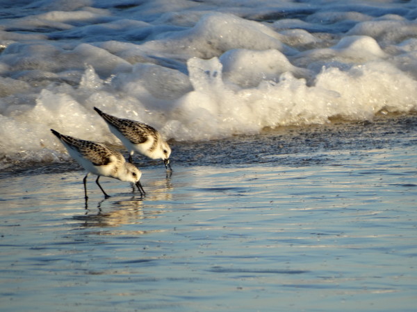 Sanderlings on the Beach