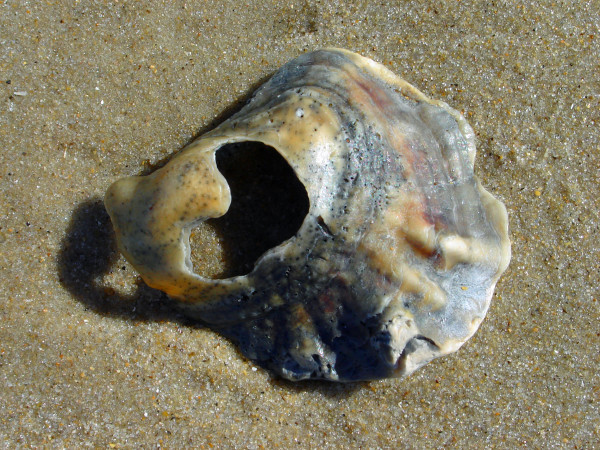 Heart Shell