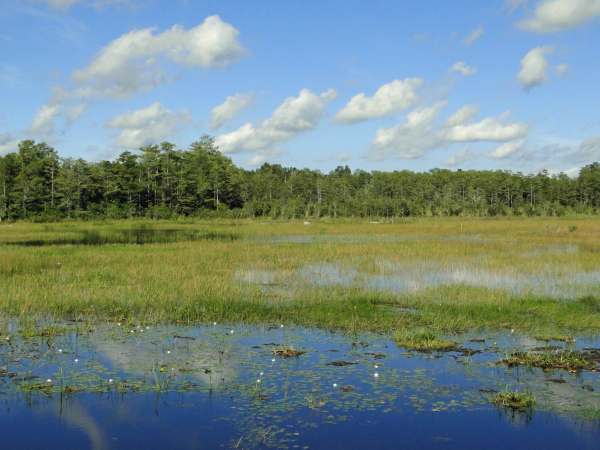 North Carolina Marsh