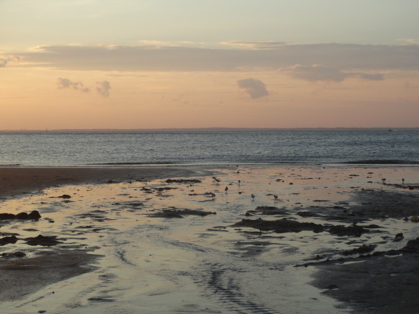 Sanderlings at Sunset