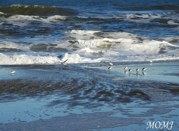 Sanderlings Dodging Waves by Mary O'Malley-Joyce